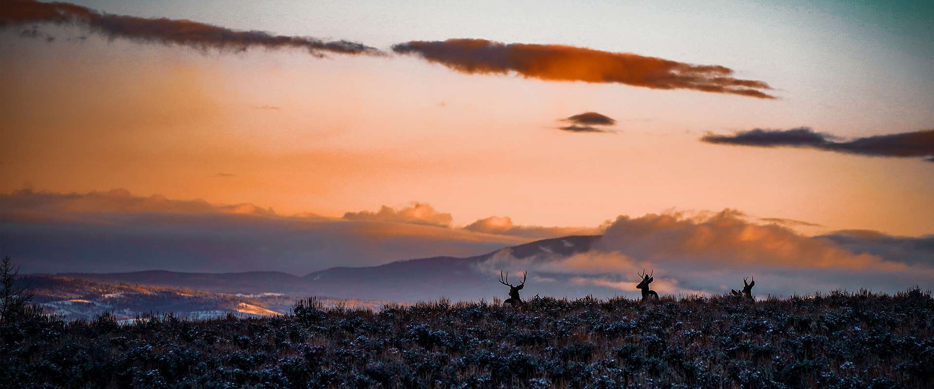 Elk Hunting